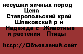 несушки яичных пород › Цена ­ 200 - Ставропольский край, Шпаковский р-н, Надежда с. Животные и растения » Птицы   